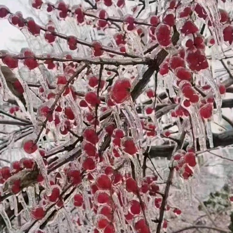 无忧草（拒绝私聊）