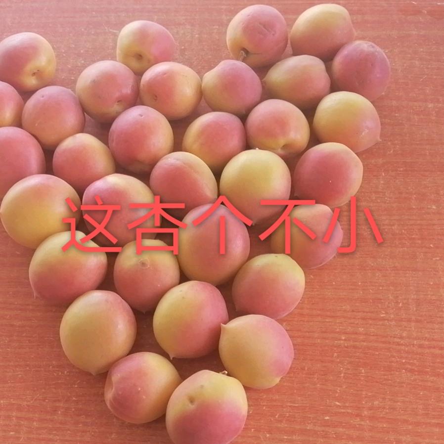 开卡车的石头呀