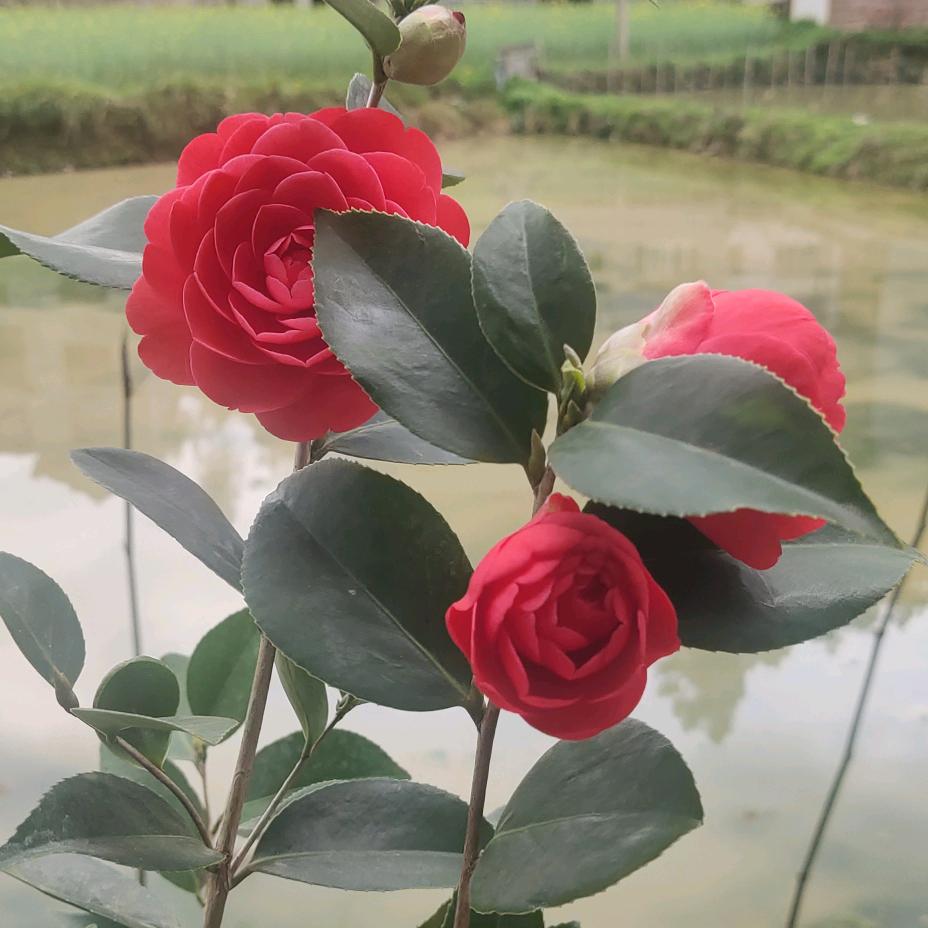 一笑而过