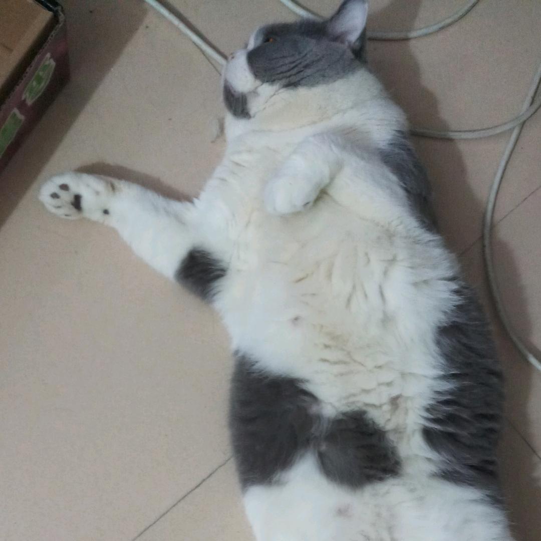 猫爷爷🌶️