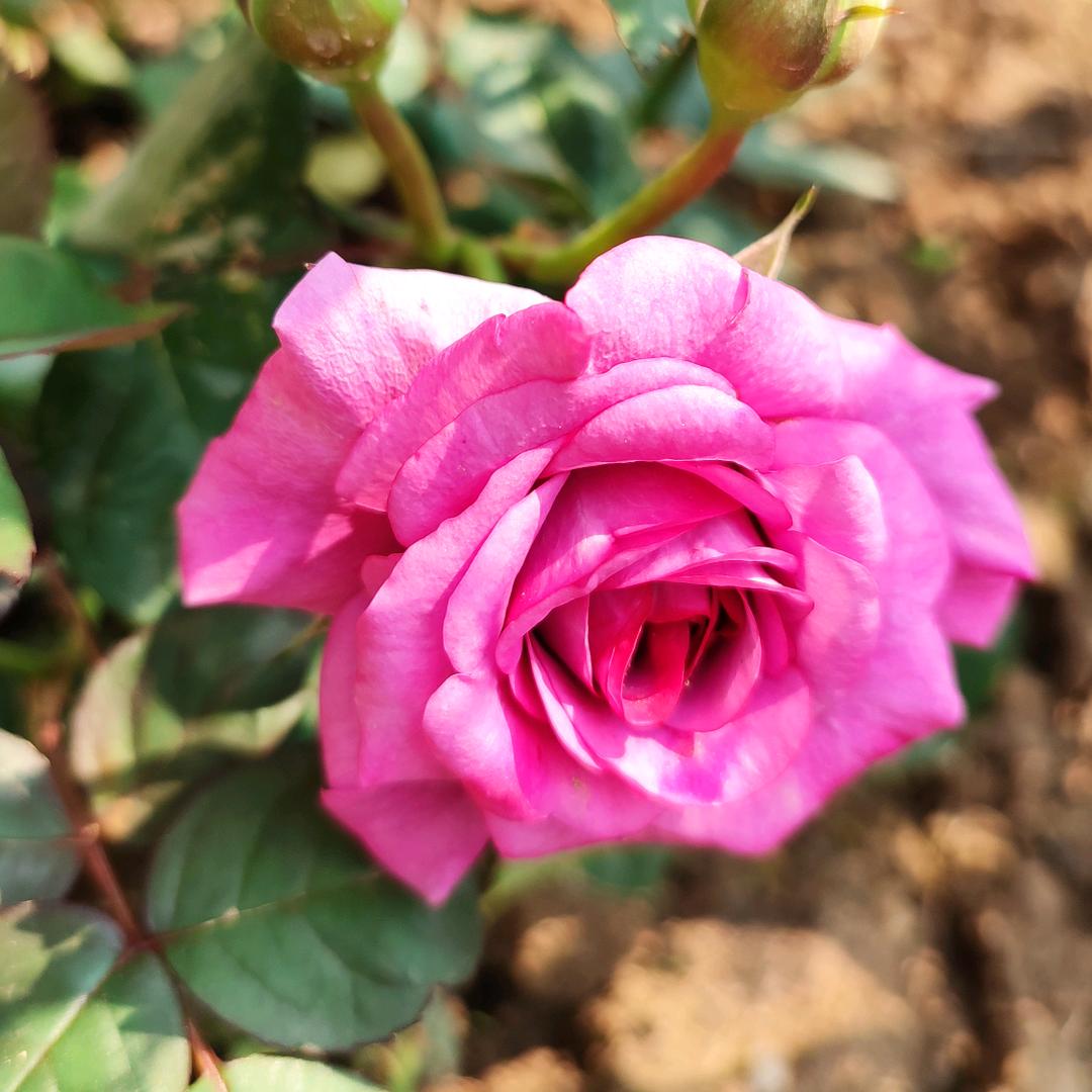 三月的风
