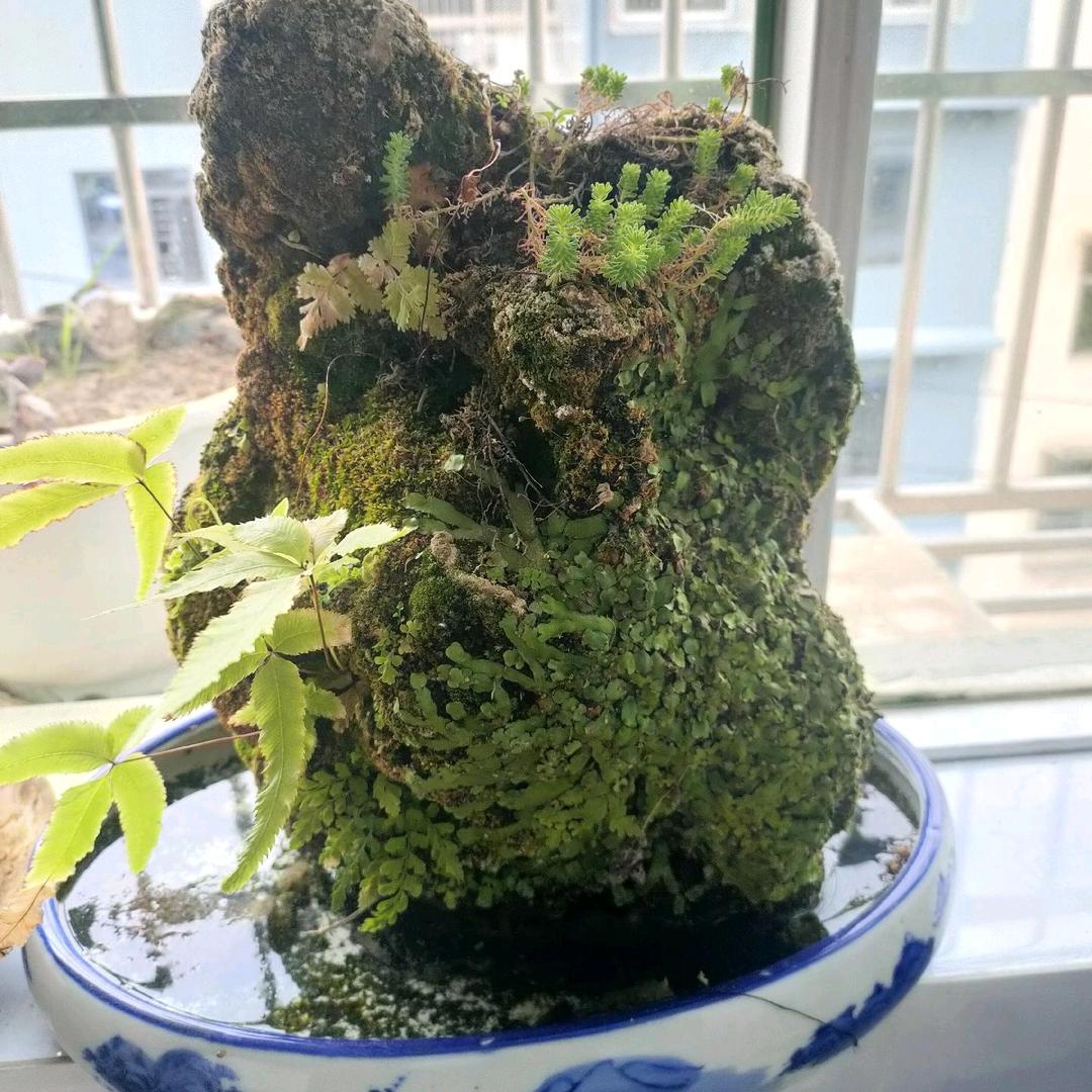 霓梨