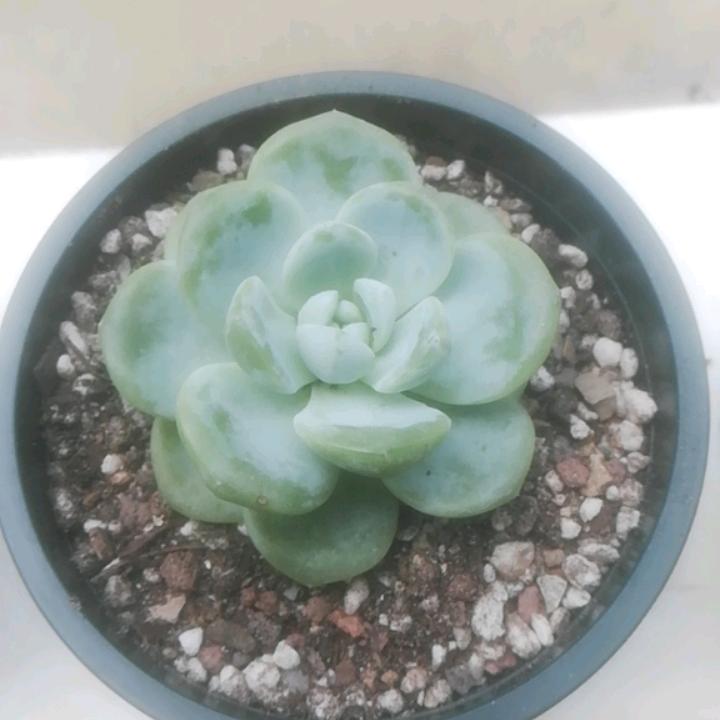 平淡人生