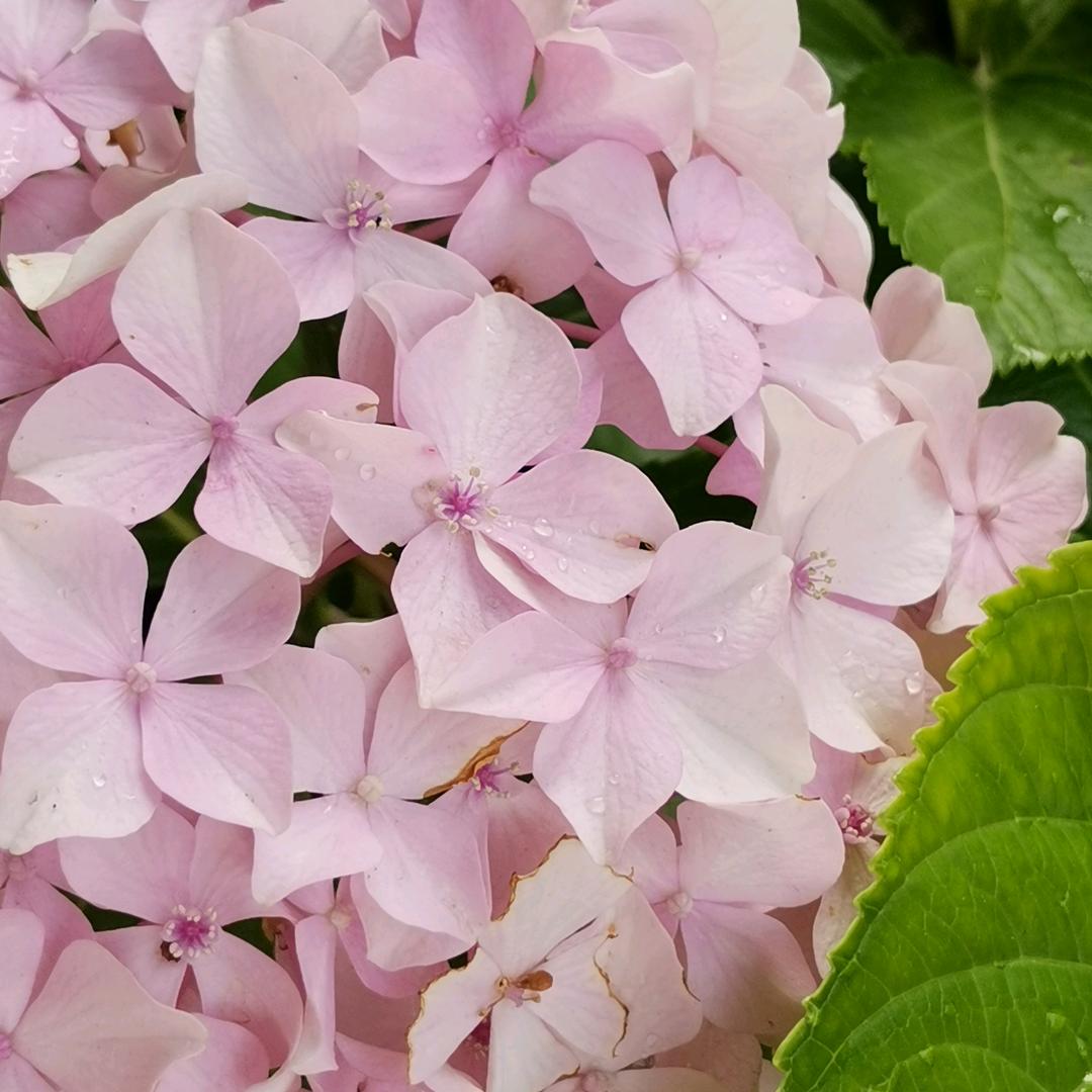 爱种花的蒋老师