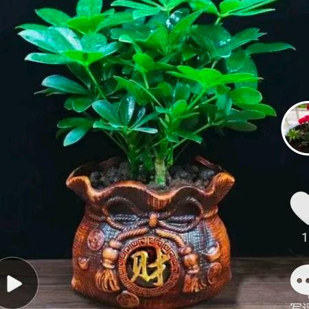 星语，，，