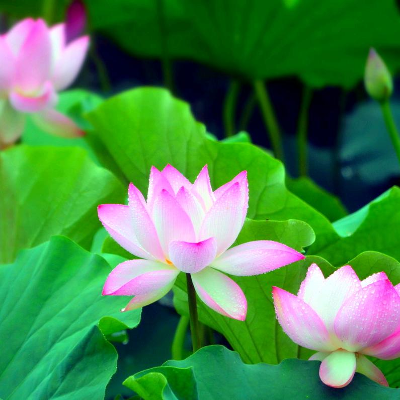 荷花