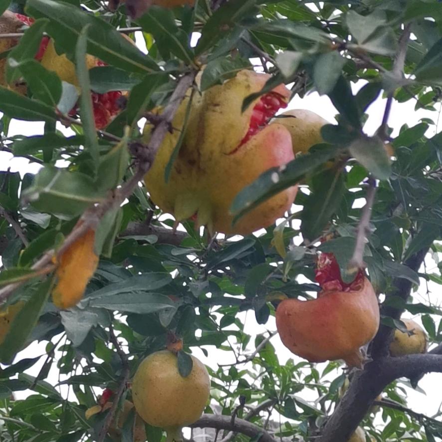随影漂泊