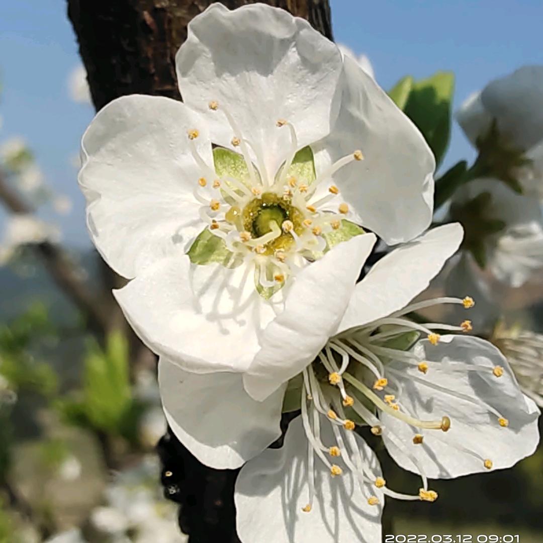 小小龙