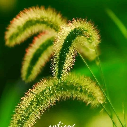 呵护这棵草