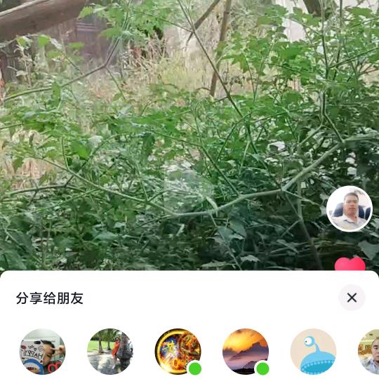 郑五
