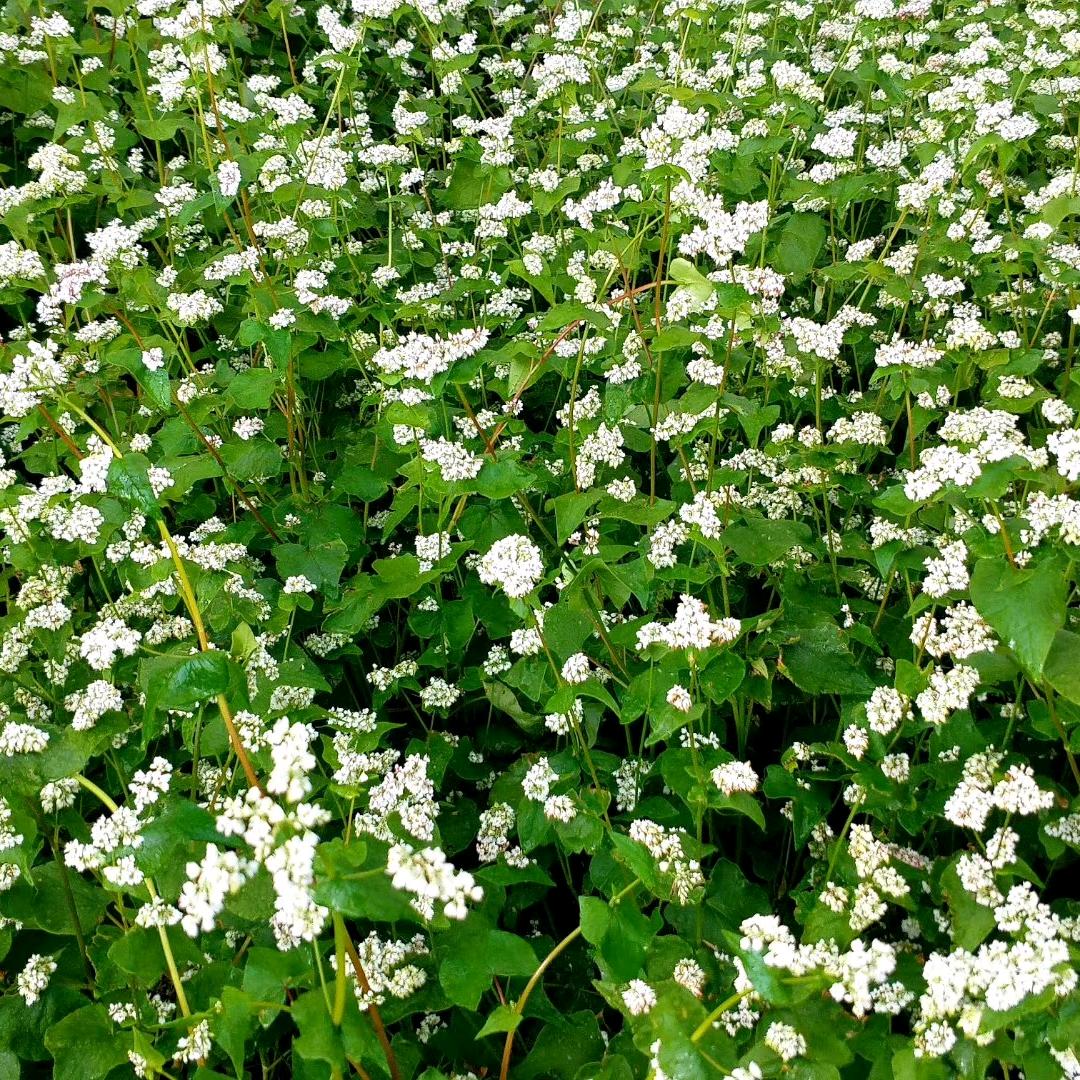 老牧人