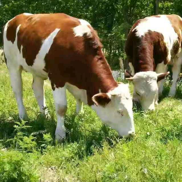 吉林牛在安徽灵璧