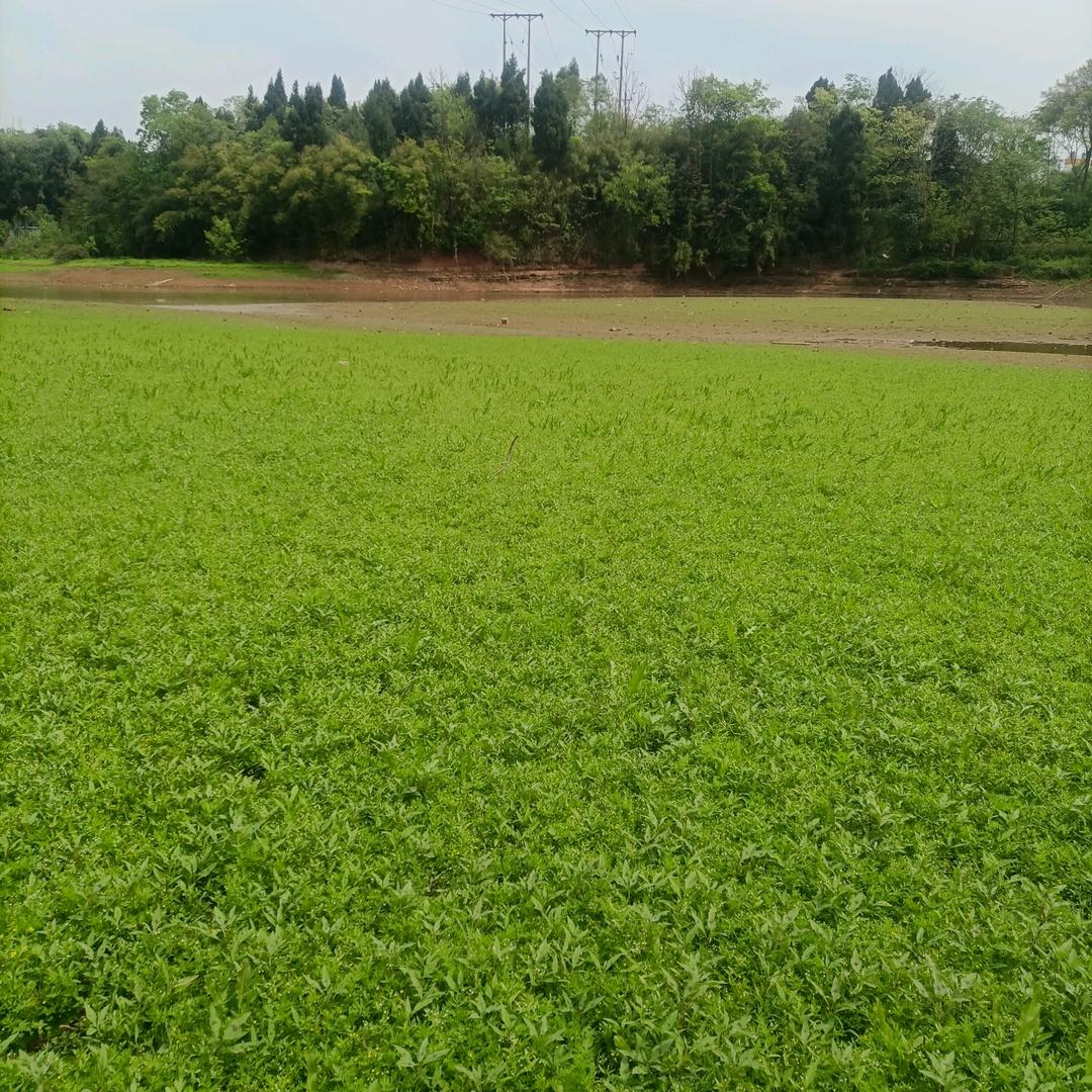火红的萨日朗
