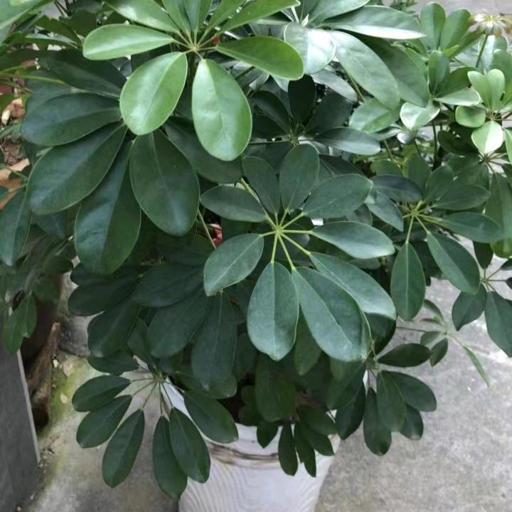 用户开心果白云