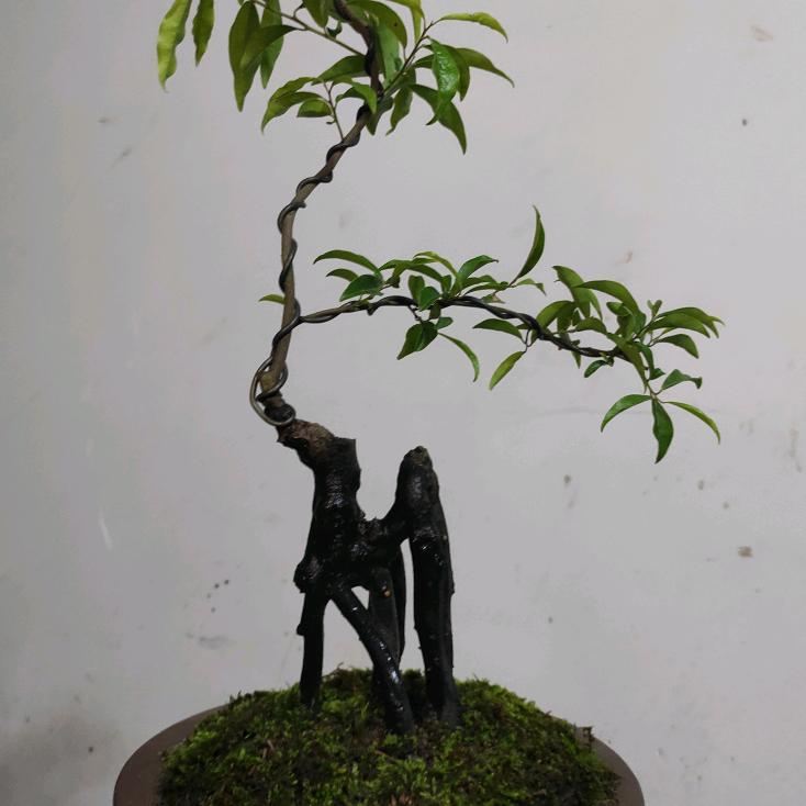 德贤园艺场