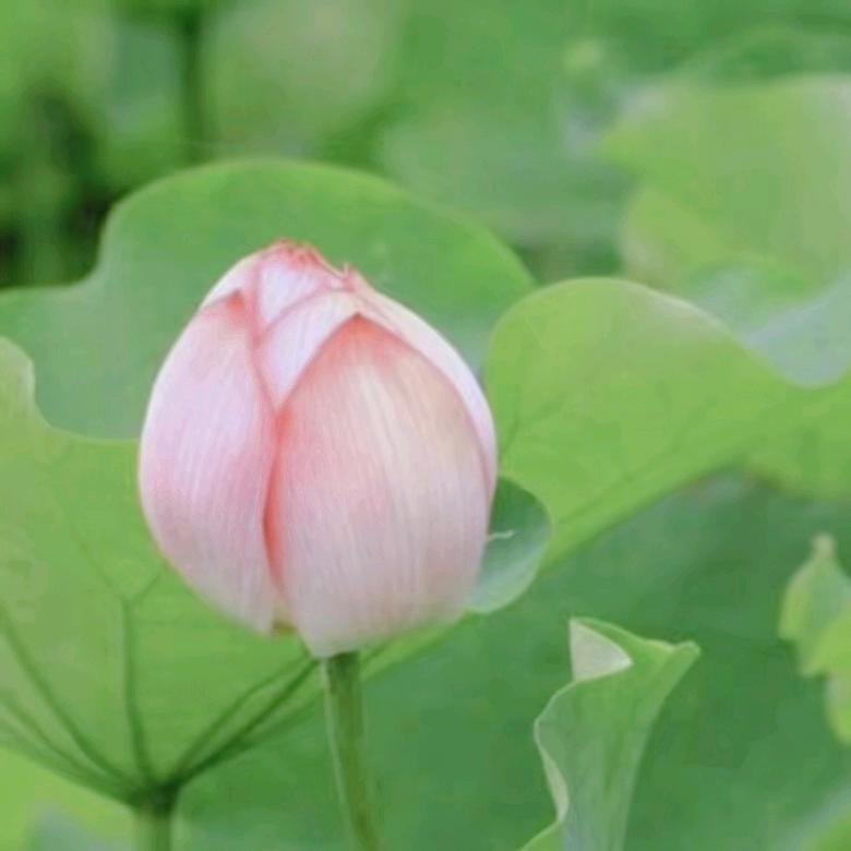 才子