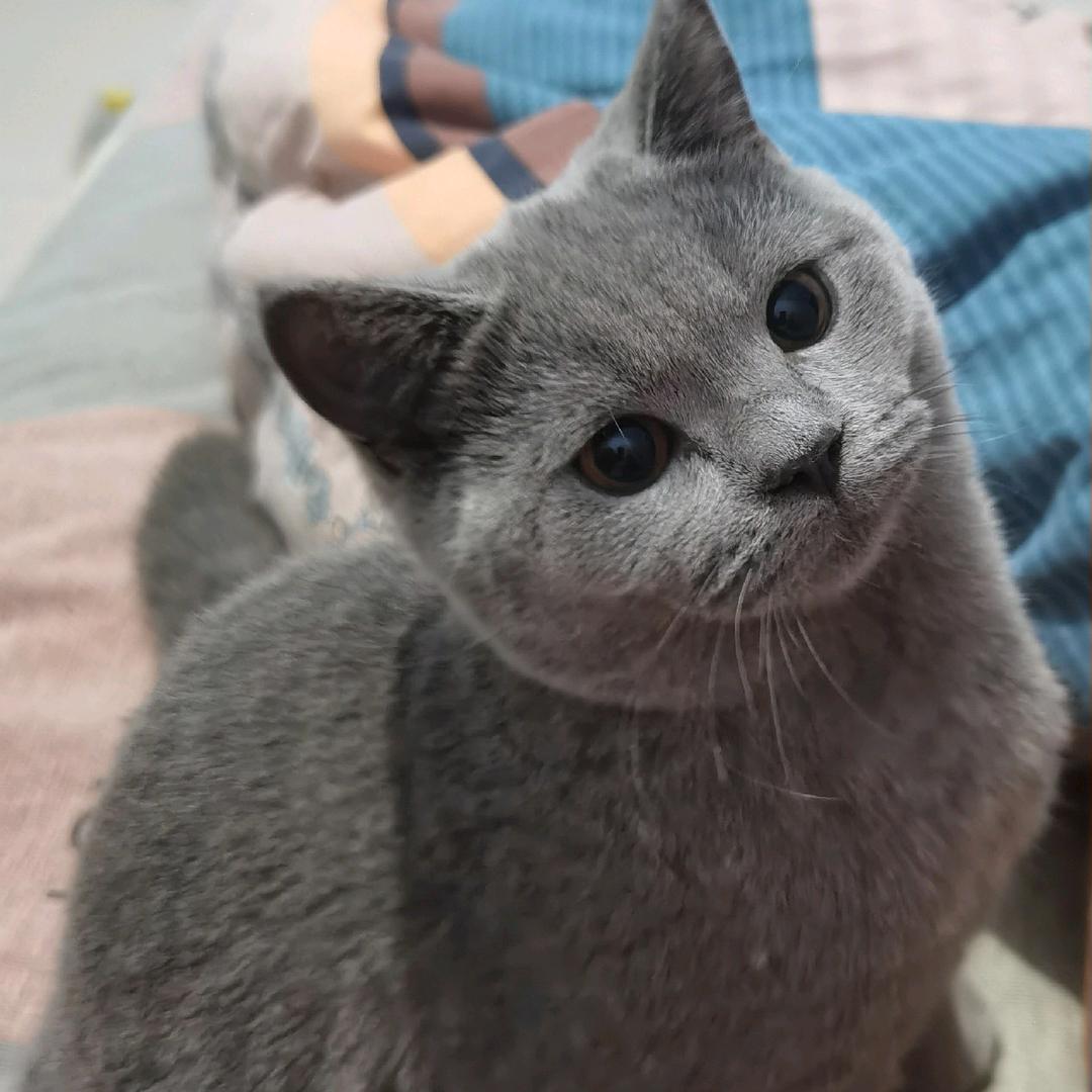 素素.