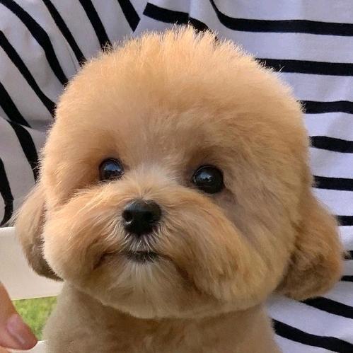 阿容🐖🐖莲藕，藕带