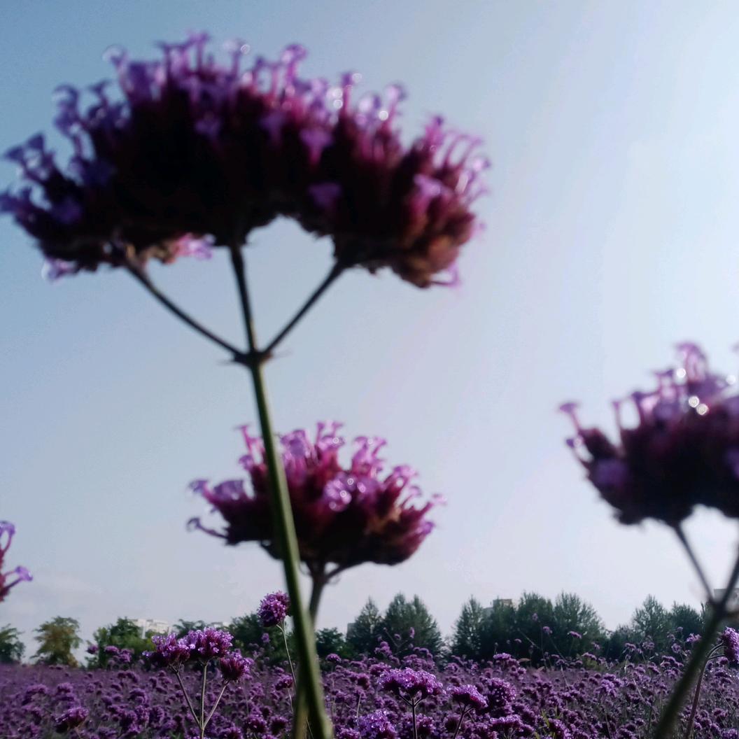 如意 _（请不要连赞）