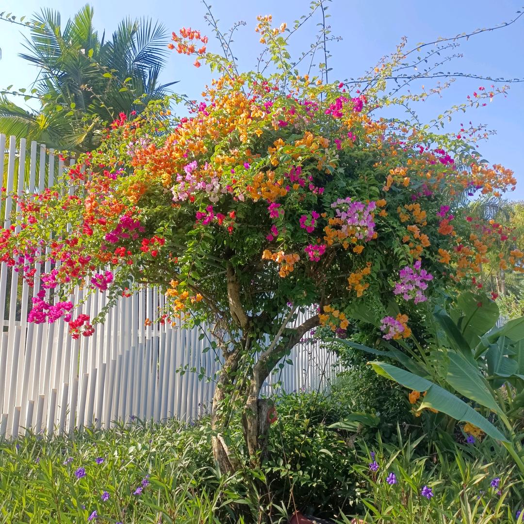 花无百日红风水轮流转
