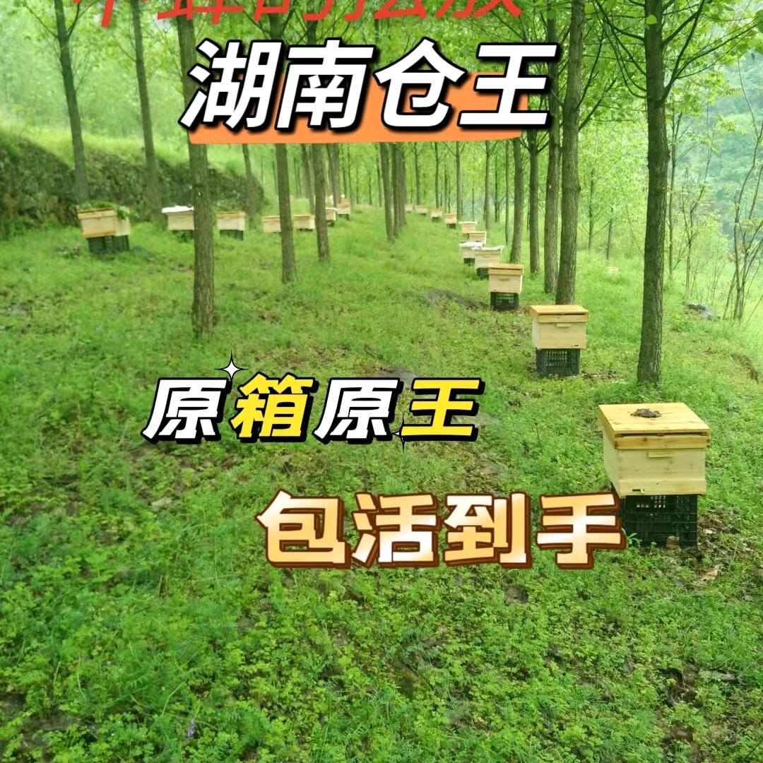 萍踪蜂业