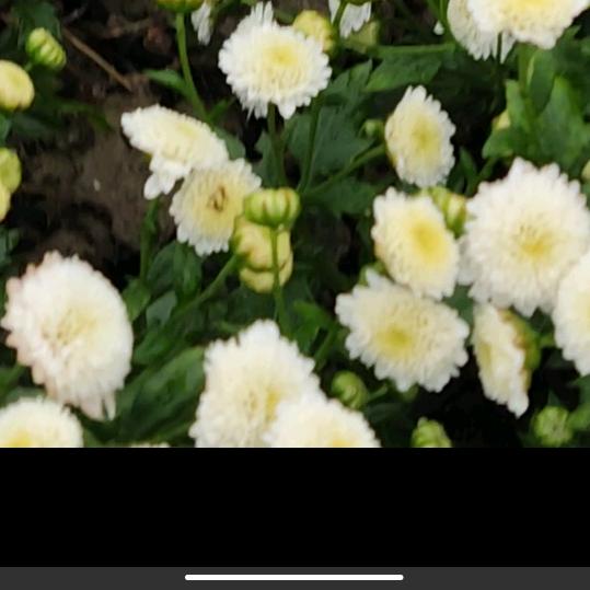 小甘菊种植家庭农场
