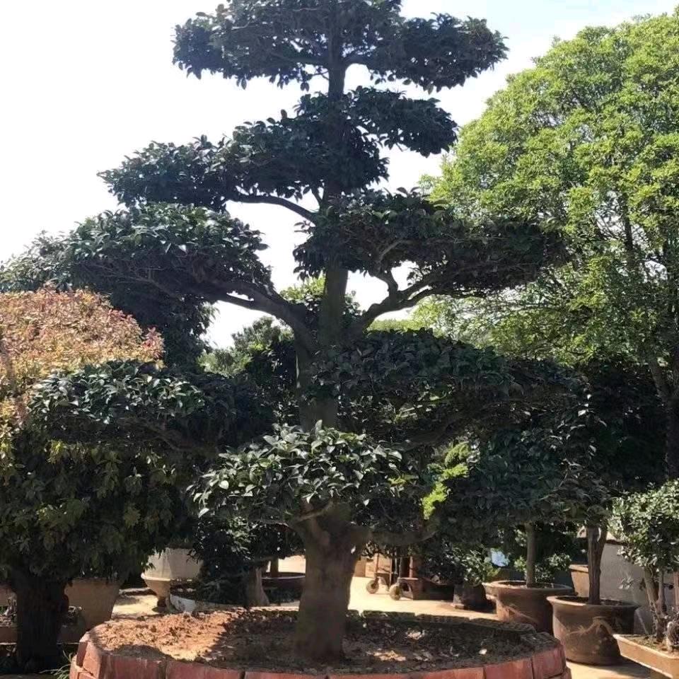 辰浩绿化