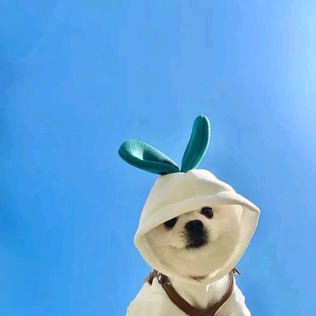 小呆呆《好物推荐》