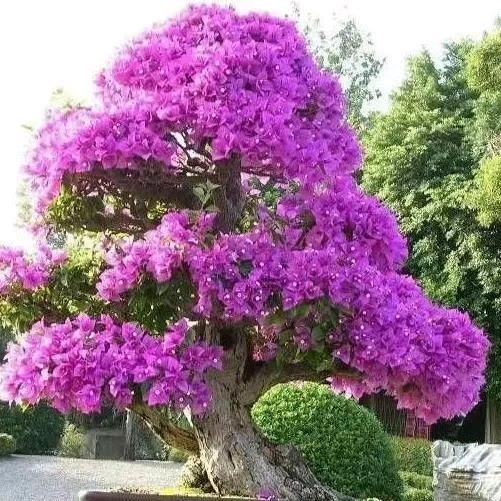 明天更美好72424