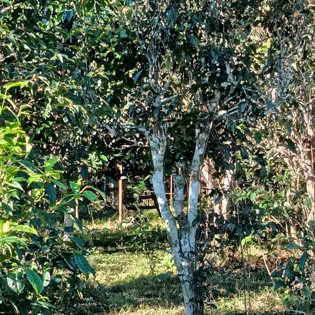 布朗茶农玉丙宽