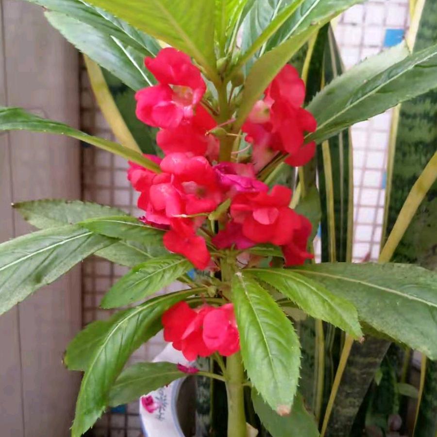 ivy梁