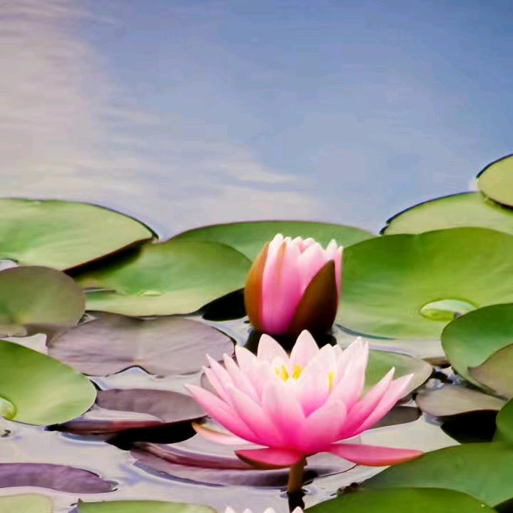 芸芸众生