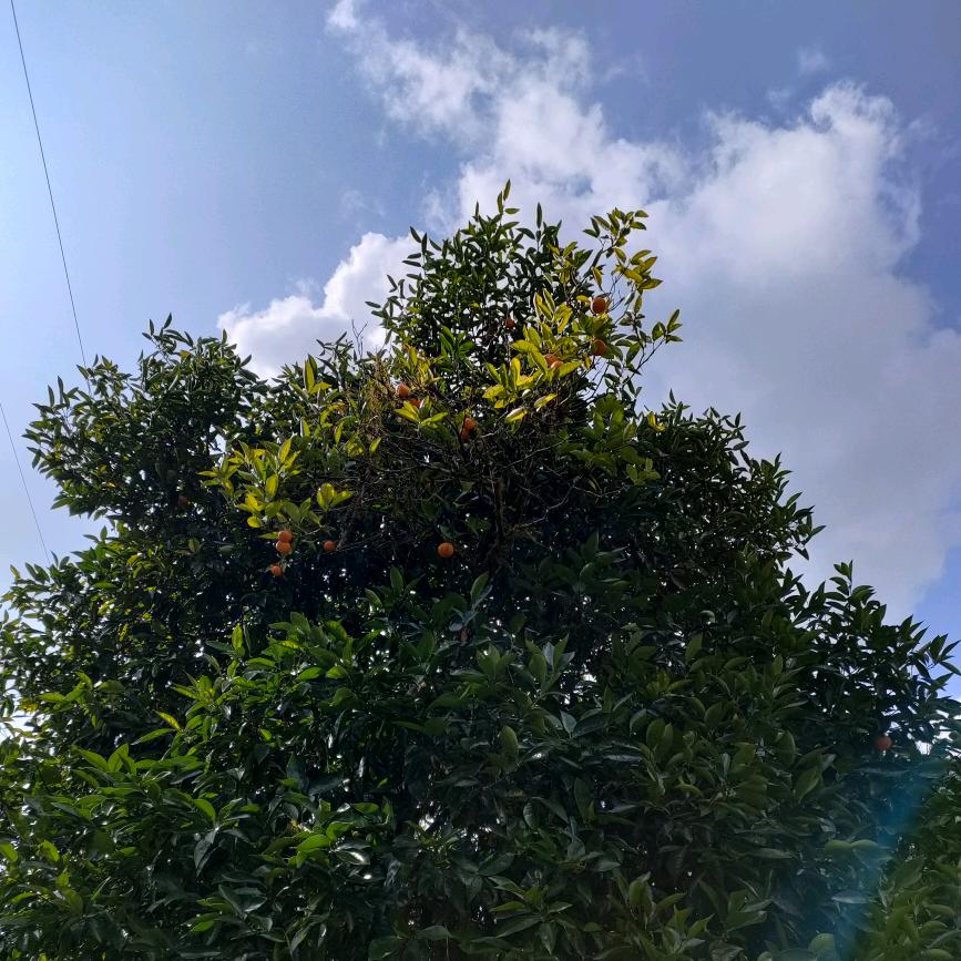 次旺久美