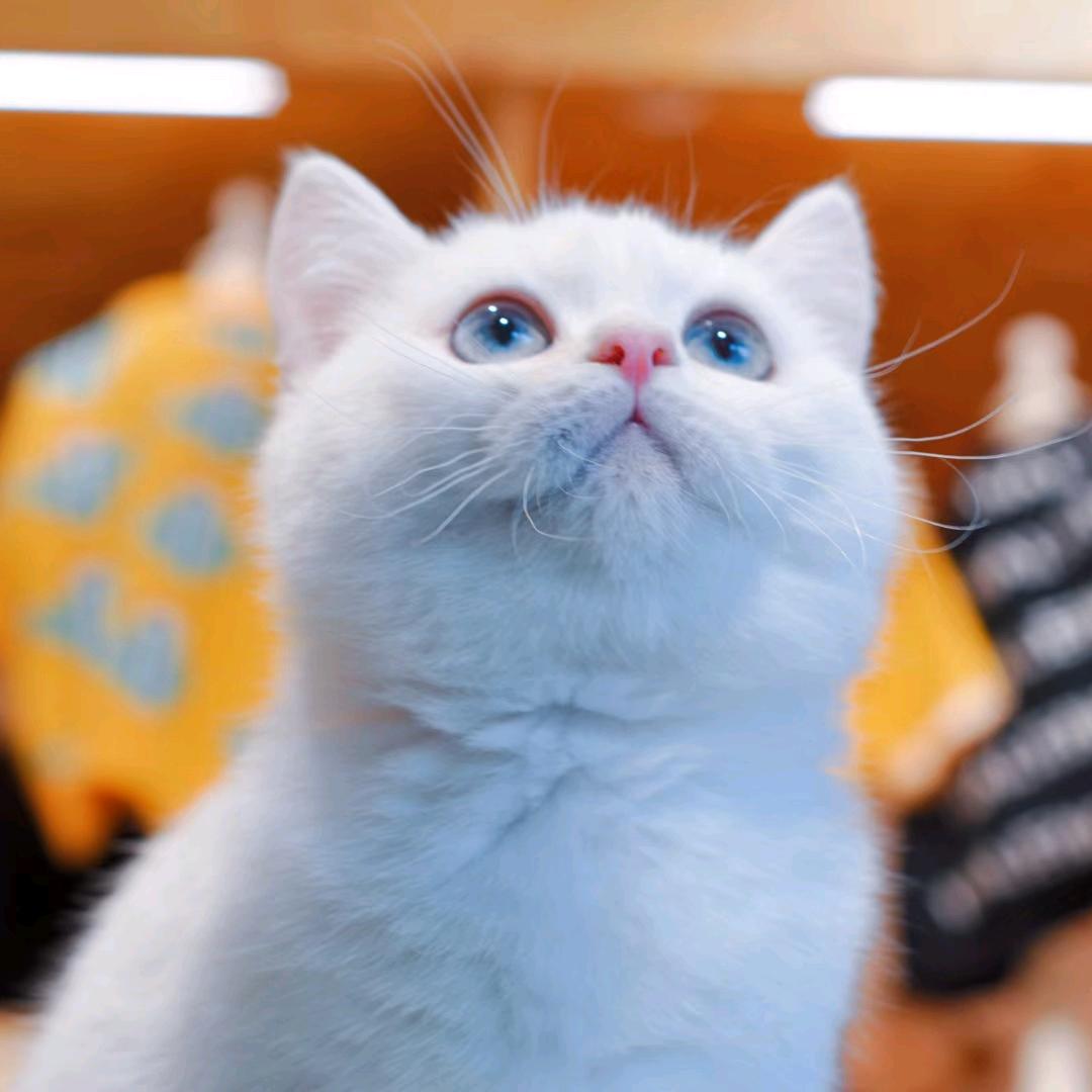猫小白