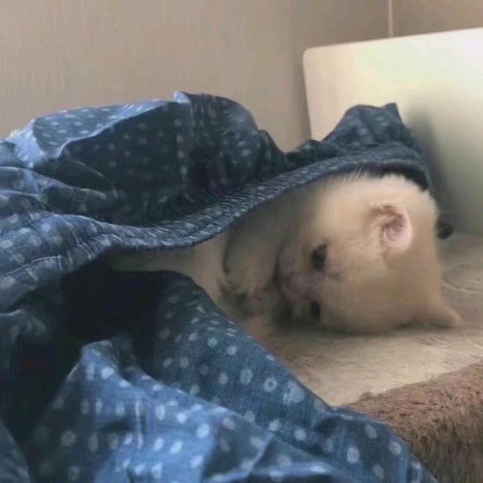 哎辉耶！