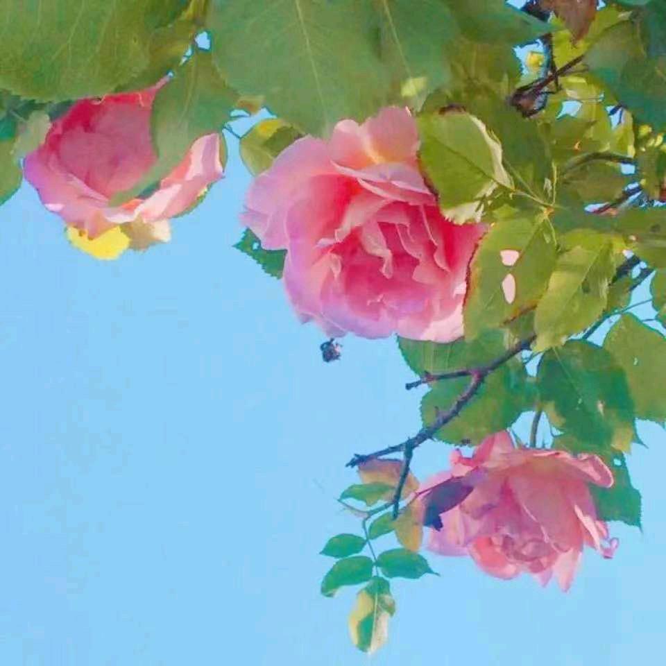 这一生太难了