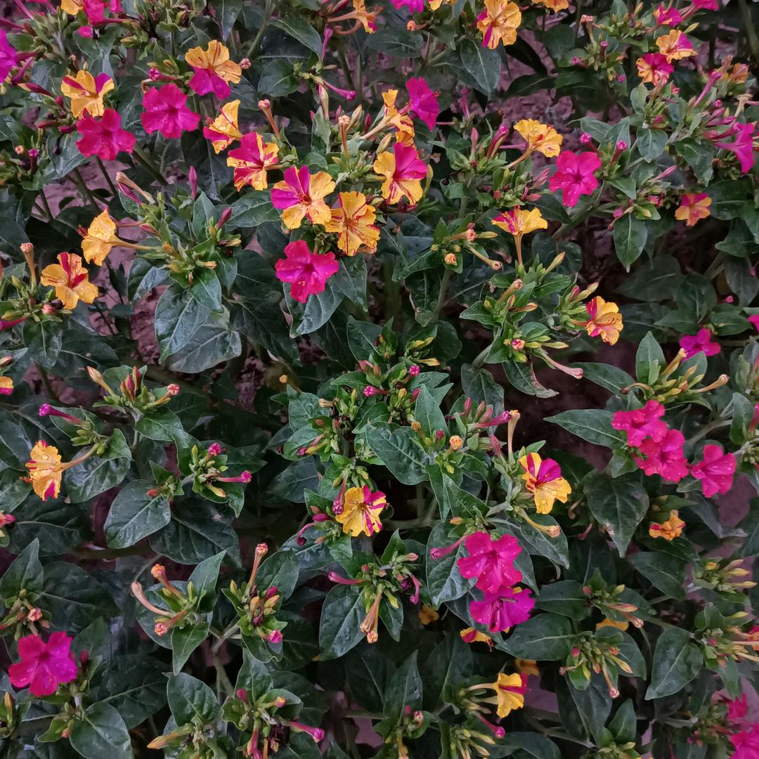 花开，看一丝阳光