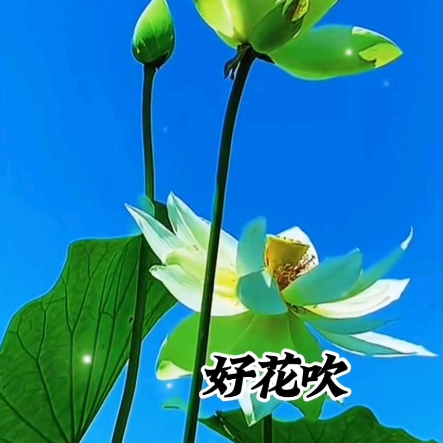 zhang123