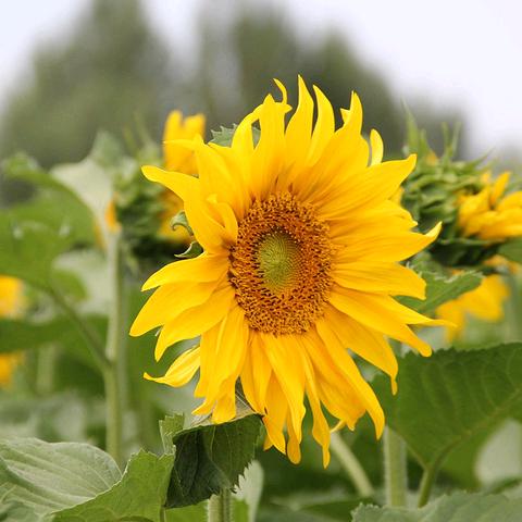 嫣然一笑🌻