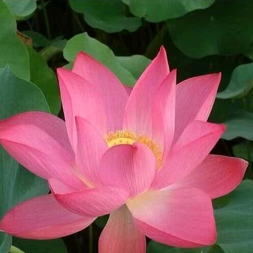 杨传蜜