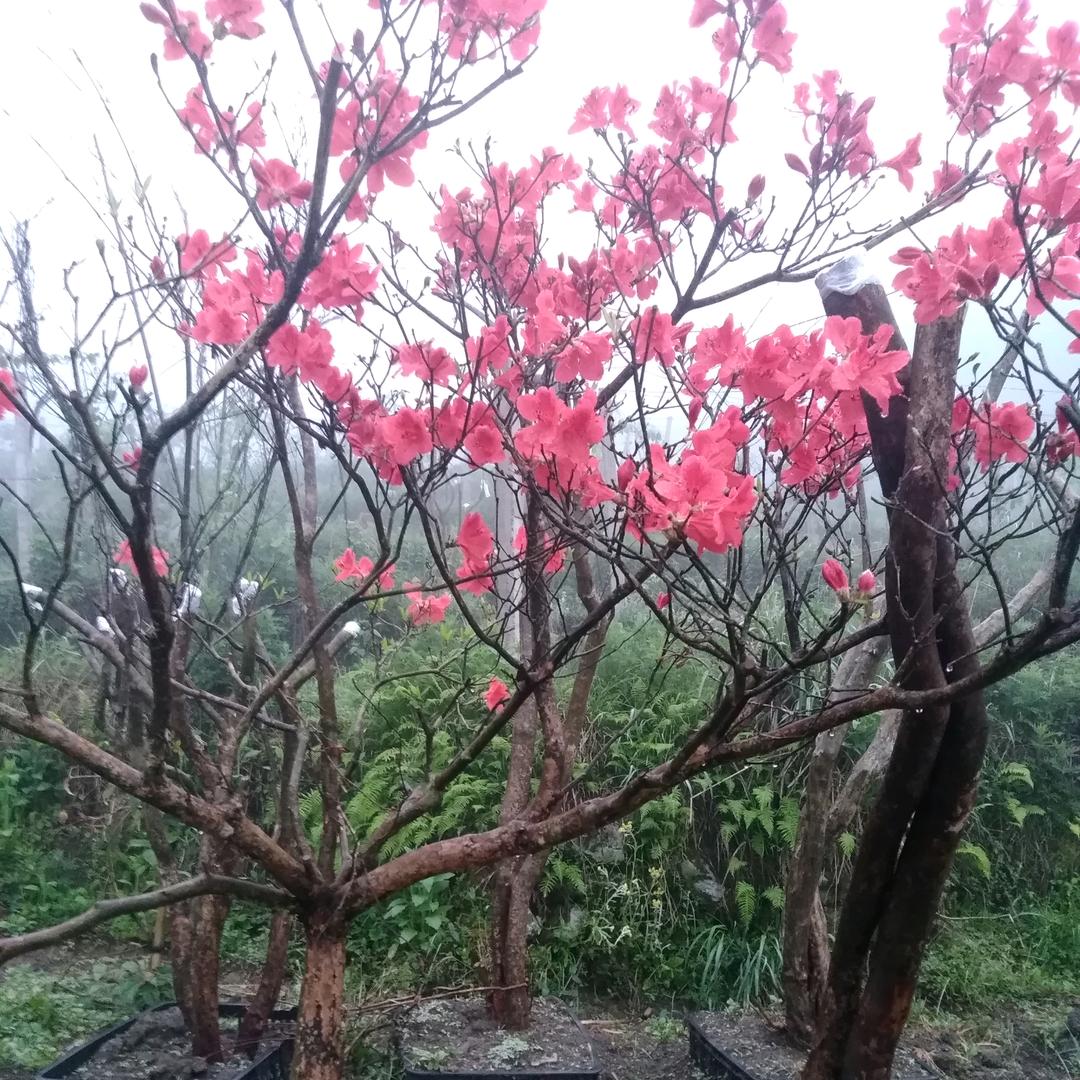 隆回金树家庭农场