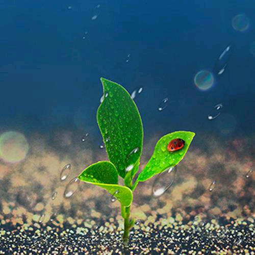 漫天飞舞蝴蝶花