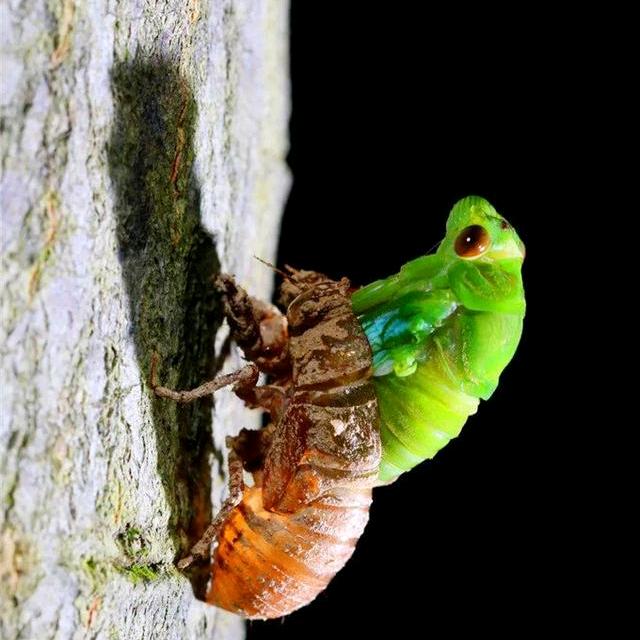 🤗西高金蝉养殖示范基地🤗