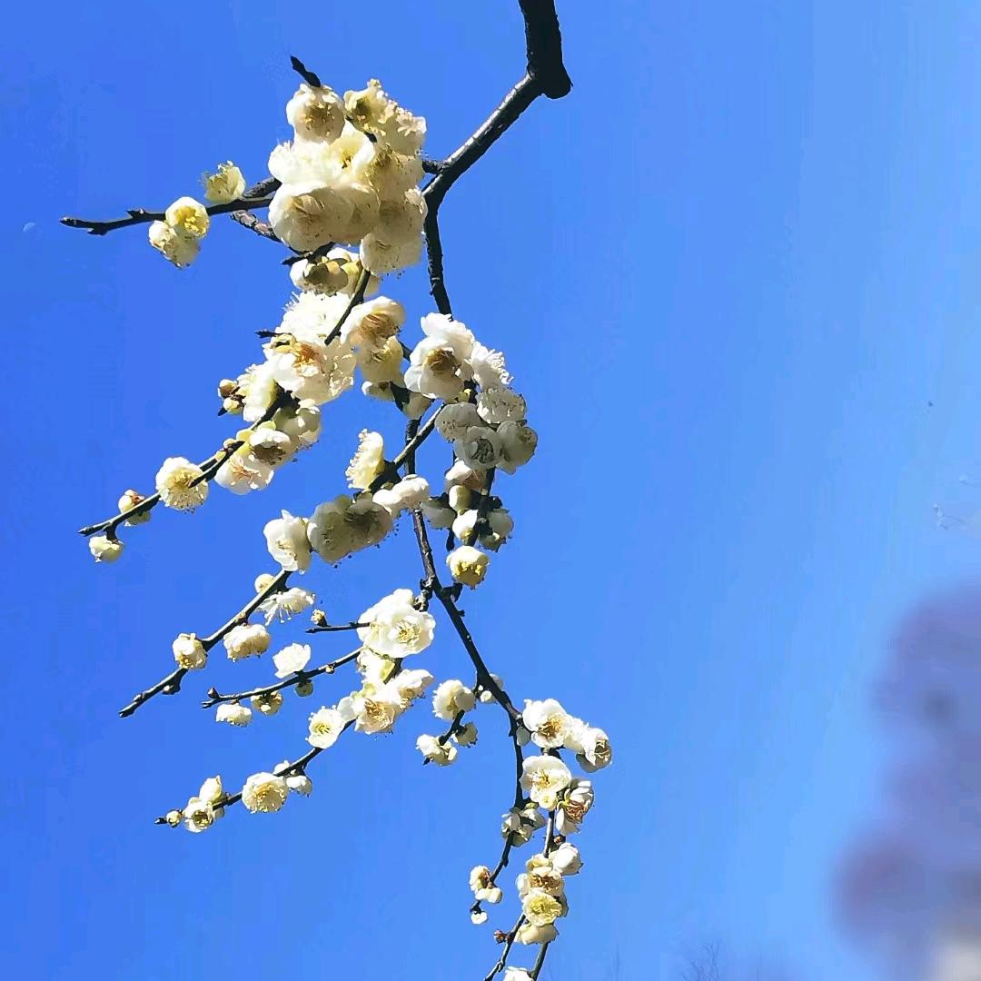 闲庭信步