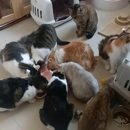 兰姐流浪猫狗的家