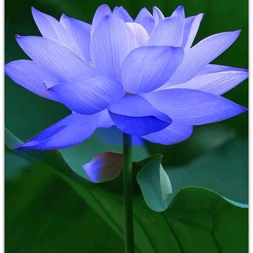 🌻颖臻(yingzhen))🌻