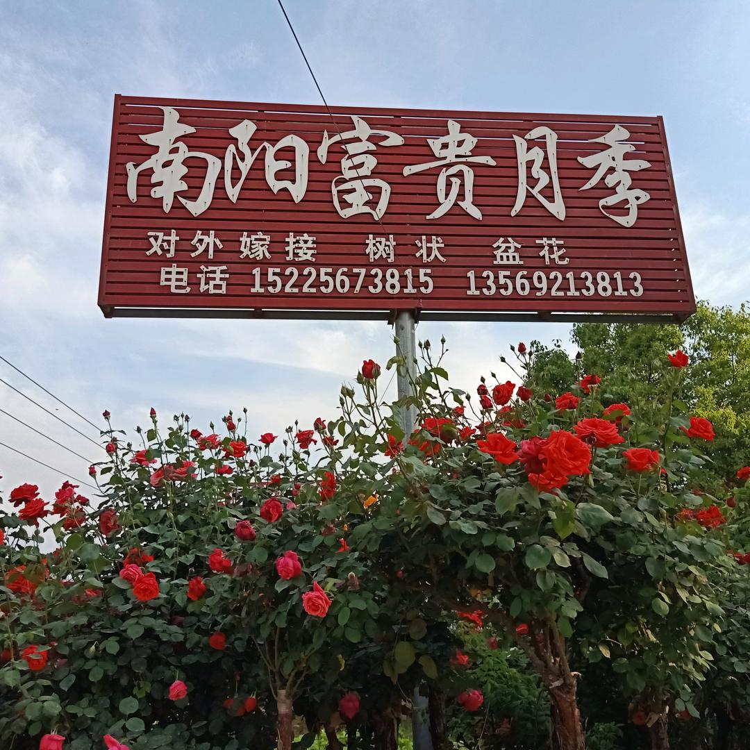花开富贵。