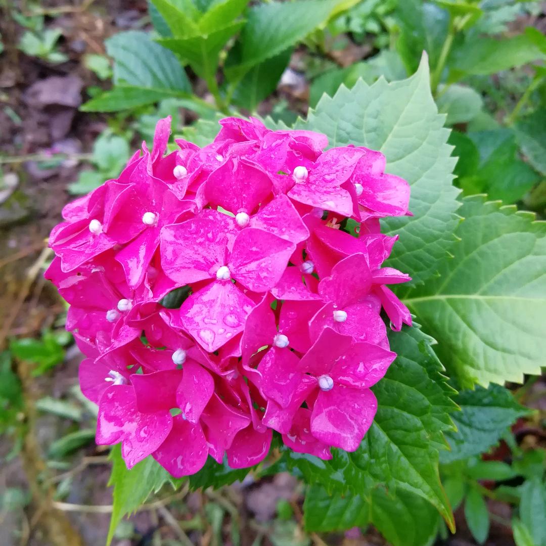 用户金采  7081698