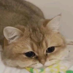 hallo