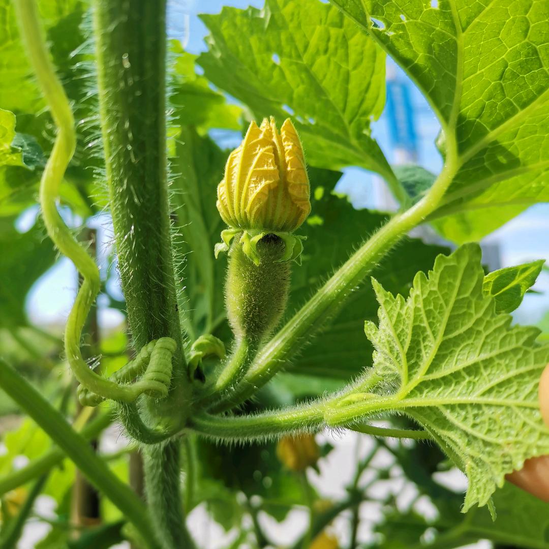 青菜卖完了……